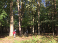Erdők Hete a Sziágyi Erdészeti Erdei iskolában