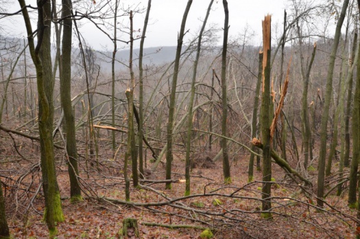 S.O.S. bajban az erdő tematikus nap - károsult erdő képe