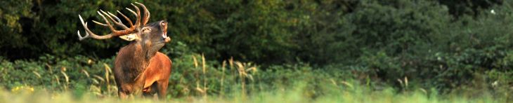 SEFAG Erdészeti és Faipari Zrt.