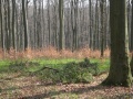 Erdővagyon, erdőgazdálkodás Magyarországon