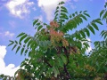 Bálványfa (Ailanthus altissima)...