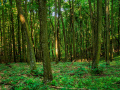 Erdők és erdészek - Az OEE kampánya erdő és ember kapcsolatáról