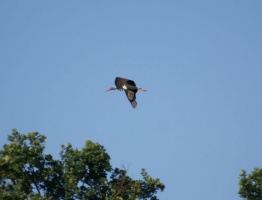 repülő fekete gólya