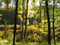 Értékteremtő erdőgazdálkodás Somogyban