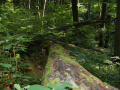 Erdőrezervátumok - az érintetlen erdő